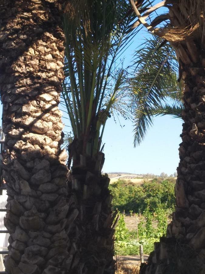 Argaka Palm Tree Apts Kültér fotó